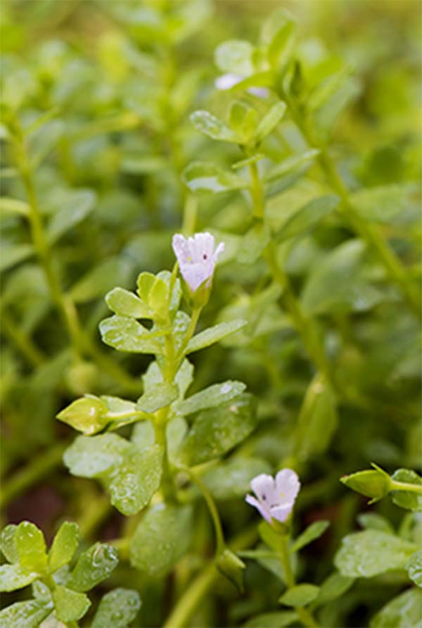 Brahmi - 200gr